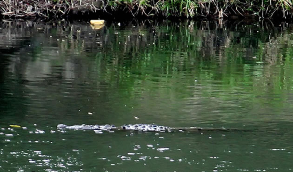 ALERTAN POR PRESENCIA DE COCODRILOS EN EL RÍO BRAVO. - El Valle Noticias