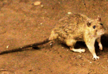 Un presunto brote del raro hantavirus en un crucero en el Atlántico causa la muerte de 3 personas.