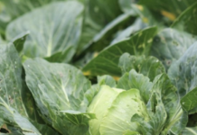 La empresa Taylor Farms retira de EU lechugas iceberg producidas en México por infección que causa diarrea “explosiva”.