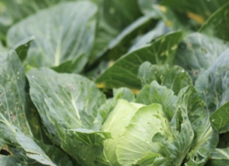 La empresa Taylor Farms retira de EU lechugas iceberg producidas en México por infección que causa diarrea “explosiva”.