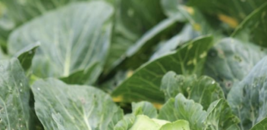 La empresa Taylor Farms retira de EU lechugas iceberg producidas en México por infección que causa diarrea “explosiva”.