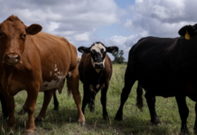 Estados Unidos comenzará a importar de forma limitada ganado mexicano mientras continúa el brote de gusano barrenador.