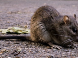 Programa para control de ratas de Chicago tiene pocas probabilidades de detener la plaga a largo plazo, revela informe.