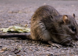 Programa para control de ratas de Chicago tiene pocas probabilidades de detener la plaga a largo plazo, revela informe.