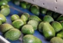 Las importaciones de aguacate se estancaron en el puente de Pharr tras la pausa en las inspecciones del USDA en México.