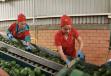 Los recolectores de aguacate en México celebran la reanudación de las exportaciones a Estados Unidos, pero persisten los temores en materia de seguridad.