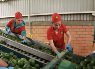 Los recolectores de aguacate en México celebran la reanudación de las exportaciones a Estados Unidos, pero persisten los temores en materia de seguridad.