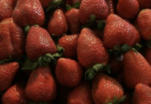 EU plantea imponer cuotas de hasta 5.28% a las fresas mexicanas; alertan por impacto a productores.