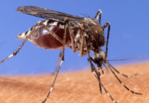 Condado de Los Ángeles confirma primera muerte de 2026 por virus del Nilo Occidental.