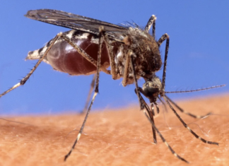 Condado de Los Ángeles confirma primera muerte de 2026 por virus del Nilo Occidental.