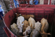 Los economistas no esperan que la reapertura de Estados Unidos a las importaciones de ganado mexicano reduzca los altos precios de la carne de res.