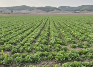FDA confirma el origen del brote de diarrea “explosiva” en EU: fue por lechuga importada de México.