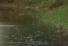 Se están llevando a cabo fumigaciones tras las recientes lluvias que han provocado un aumento de mosquitos en el condado de Cameron.