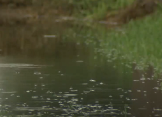 Se están llevando a cabo fumigaciones tras las recientes lluvias que han provocado un aumento de mosquitos en el condado de Cameron.