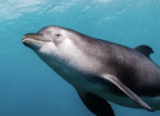Situación de la vaquita marina en México será analizada por la Convención sobre el Comercio Internacional de Especies Amenazadas.